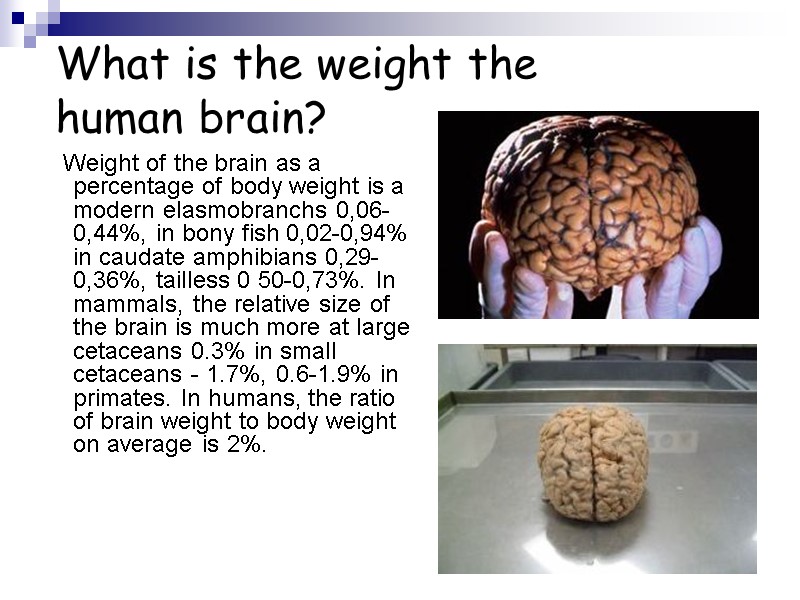 What is the weight the human brain?    Weight of the brain